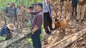 हरिद्वार में दो बाघों की मौत का खुलासा, 3 आरोपी गिरफ्तार